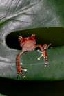 Cinnamon tree frog. Art Print